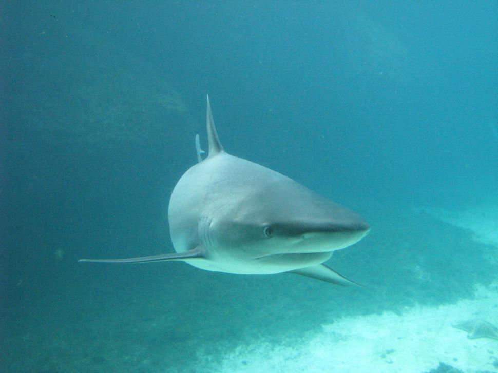 Download Free Stock Photo of Flatnose Shark 