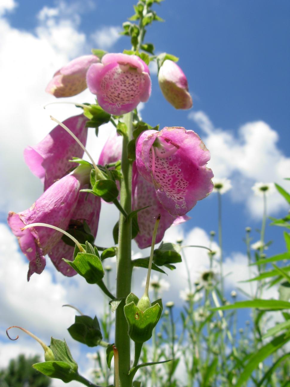 Free Image of Bell flowers 
