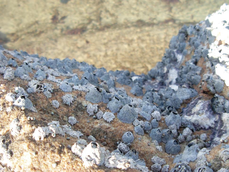 Free Image of Clusters of barnacles 