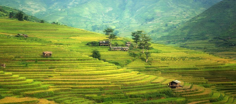 Free Image of Rice Plantation on the Mountains 