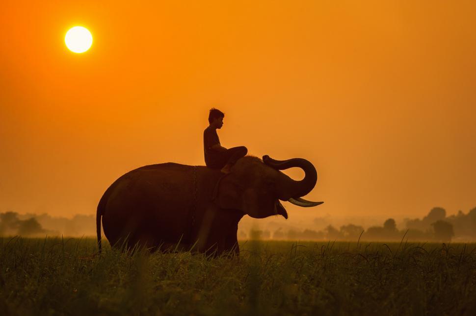 Free Image of Man Riding on the Back of an Elephant 