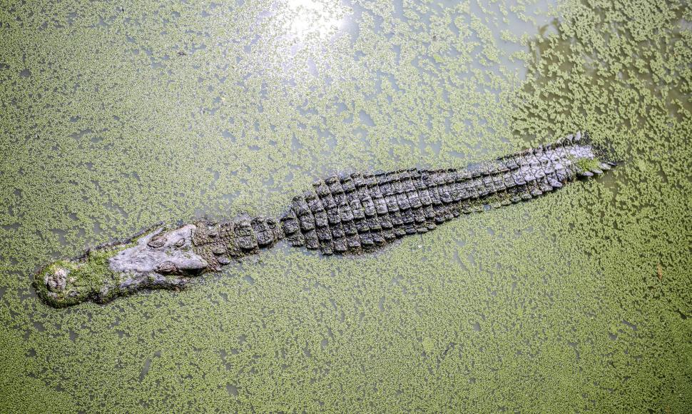 Free Image of Large Alligator Laying in Water 