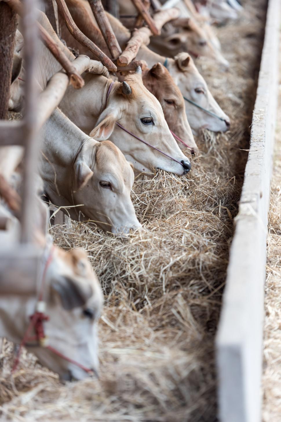 Free Image of Group of Cows Eating Hay in a Pen 