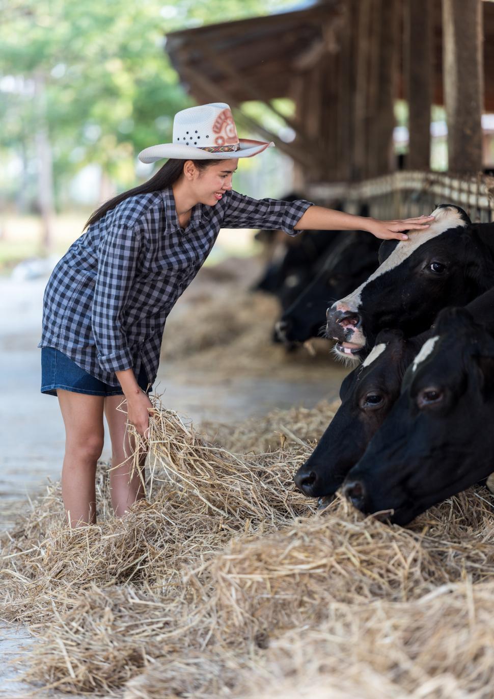 Free Image of Woman in Cowboy Hat Tending to Cows 