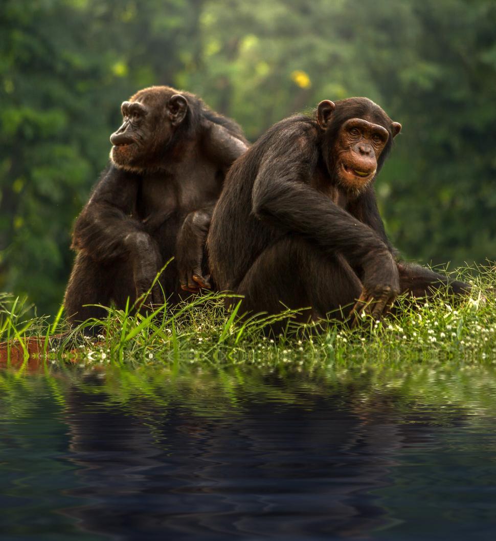 Free Image of Monkeys Sitting by Waters Edge 