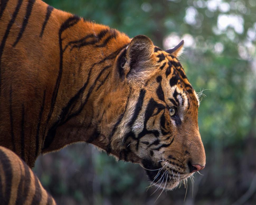 Free Image of Close Up of Tiger With Trees in Background 