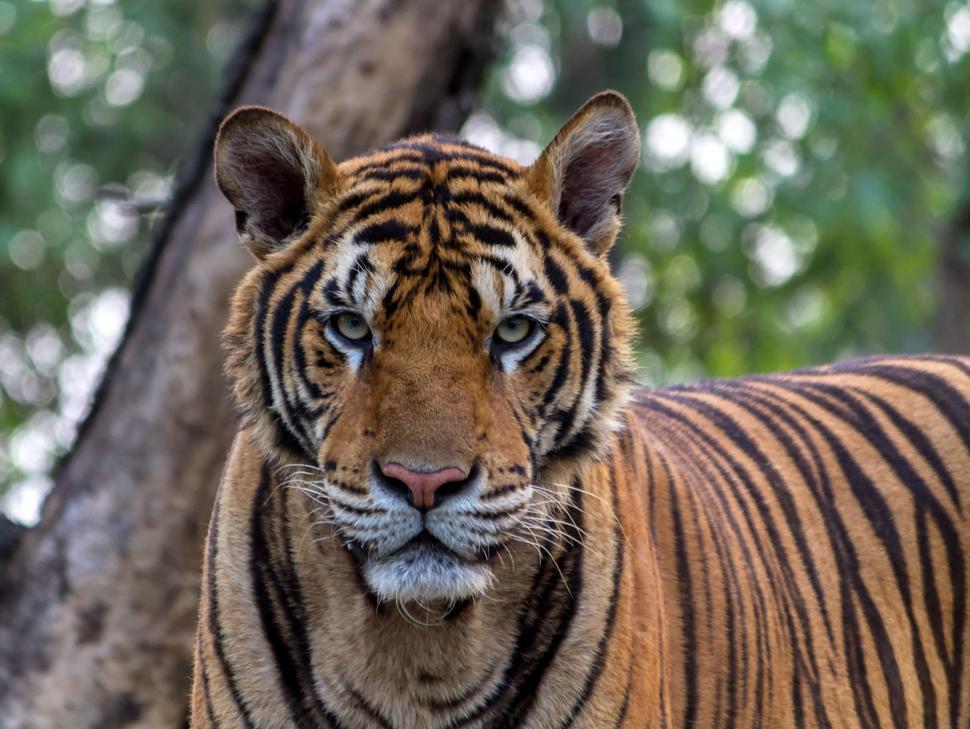 Free Image of Tiger Close Up Near Tree 