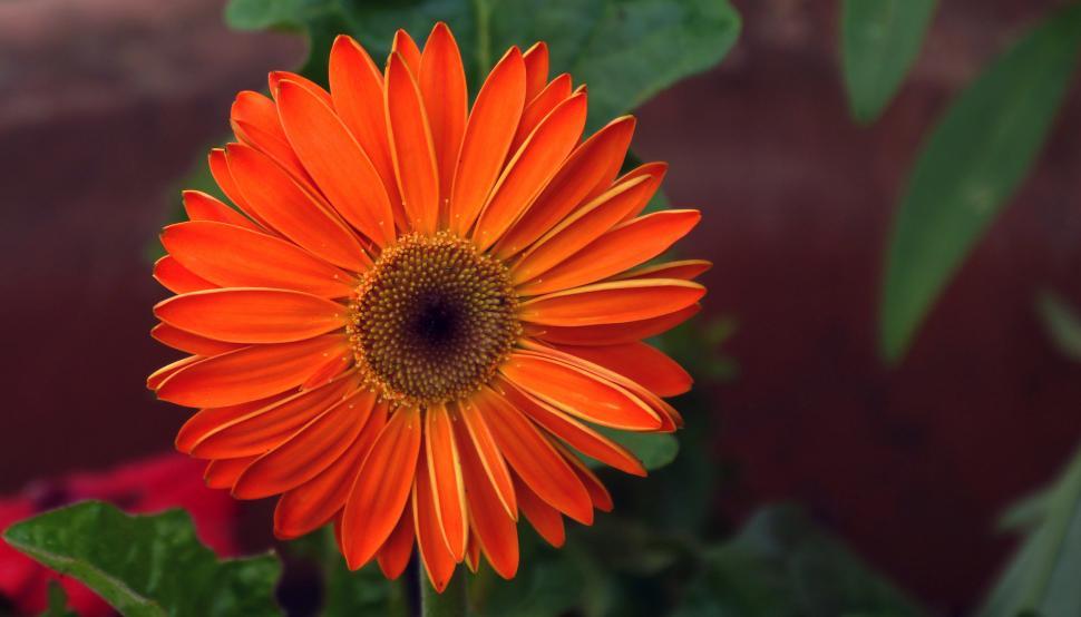 Free Image of Orange Daisy Flower 