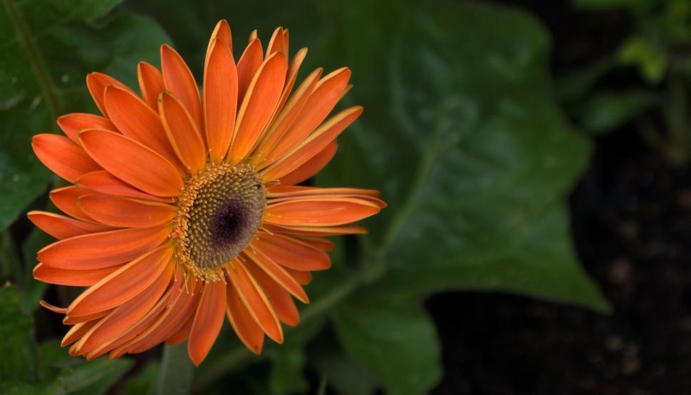 Free Image of Orange Daisy Flower 