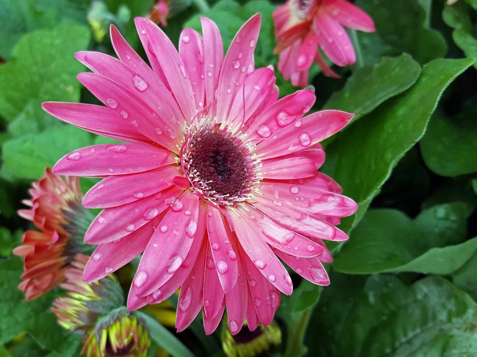 Free Image of Pink Daisy Flower 