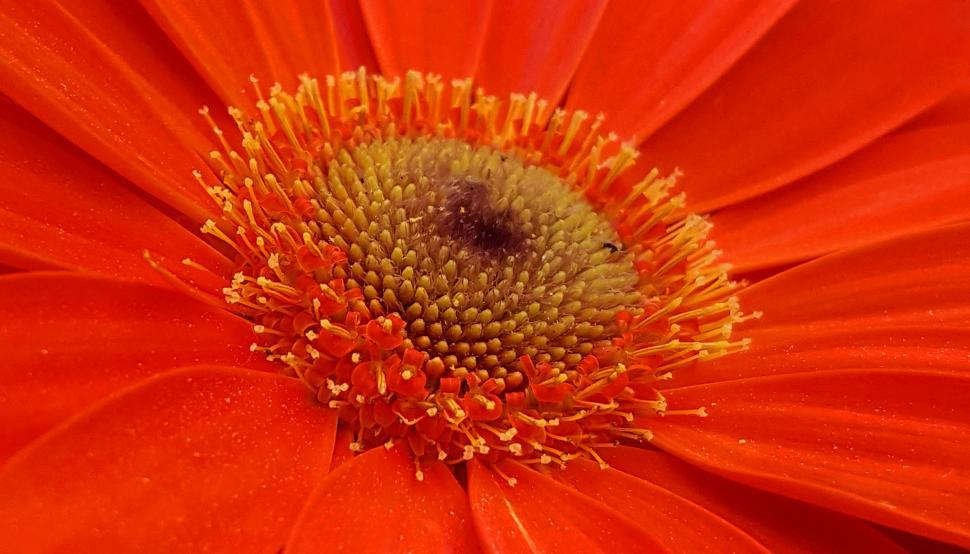 Free Image of Red Daisy Flower Closeup 