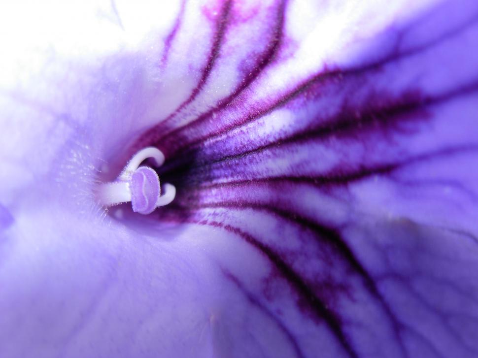 Free Image of Inside a purple flower 