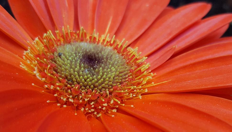 Free Image of Open Red Daisy Flower Closeup 