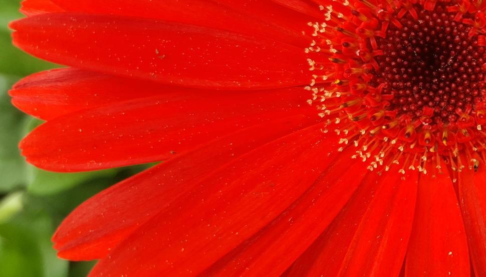 Free Image of Orange Daisy Flower Closeup 