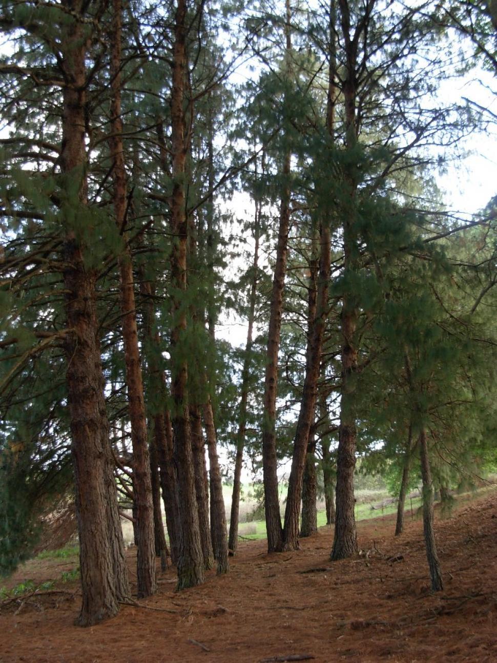 Free Image of Pine trees 