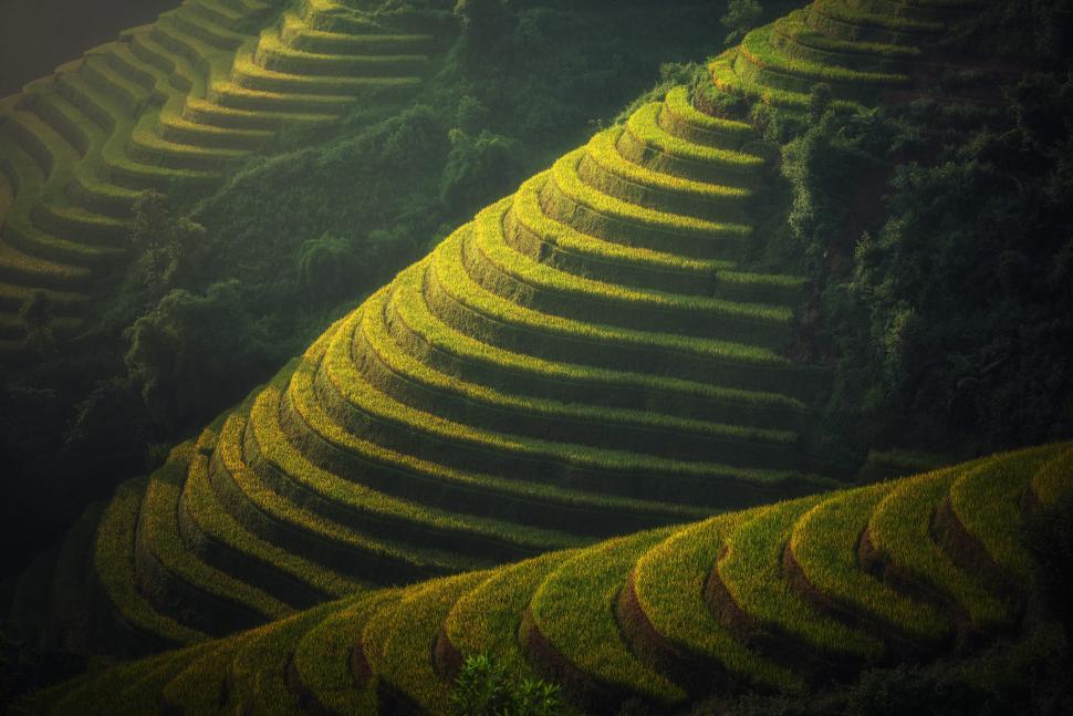 Free Image of Aerial View of Rice Field 