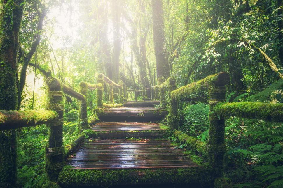 Free Image of Wooden Walkway Amid Lush Green Forest 