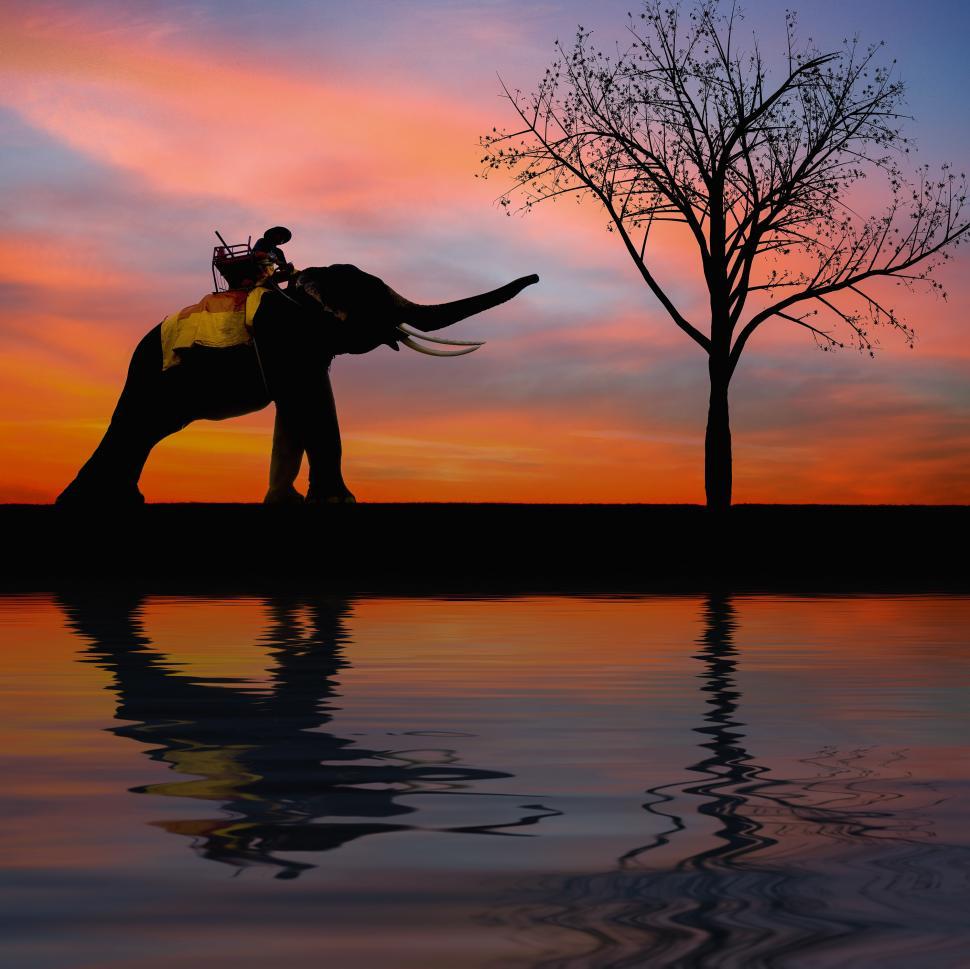 Free Image of Elephant Ride at Sunset 