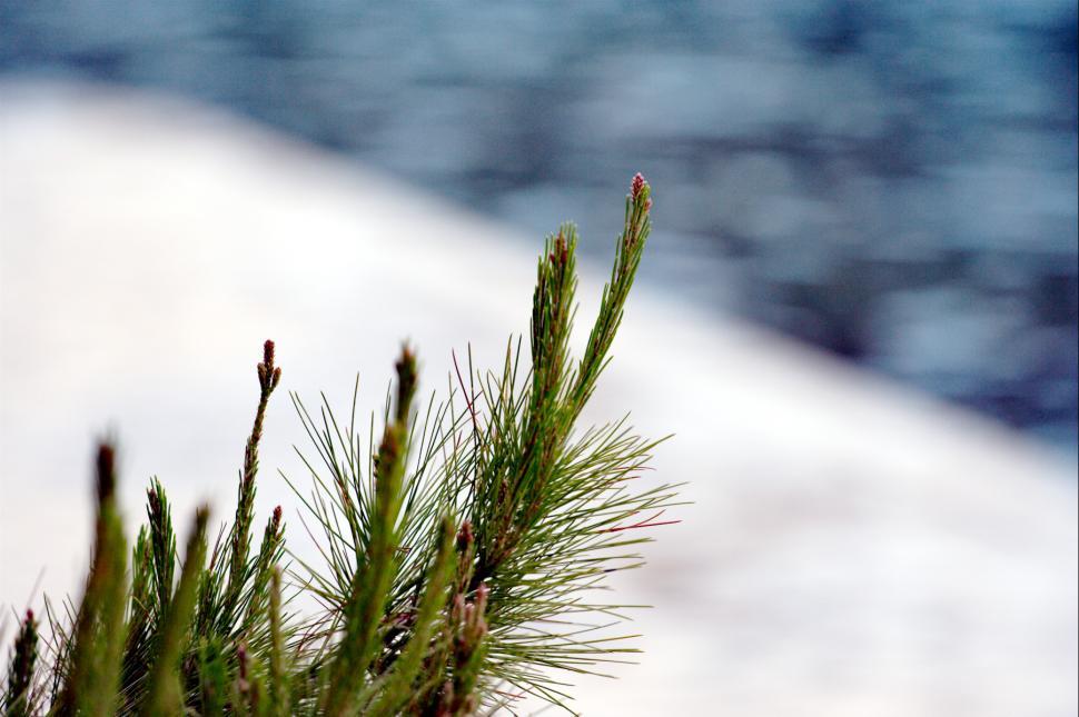 Free Image of Pine leafs 