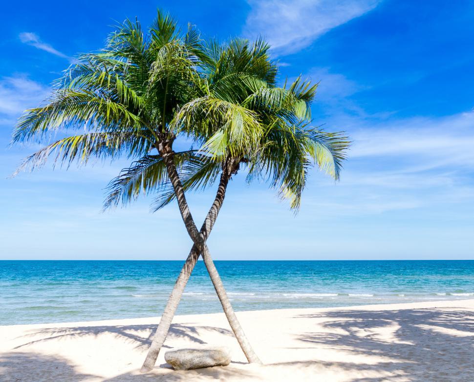 Free Image of Palm Tree on Sandy Beach 