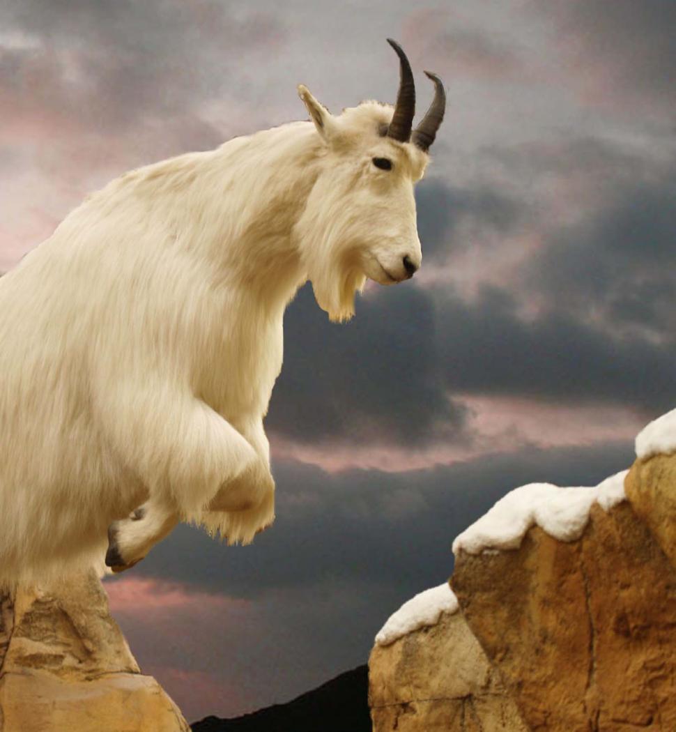 Free Image of Mountain Goat Leaping off Rock 