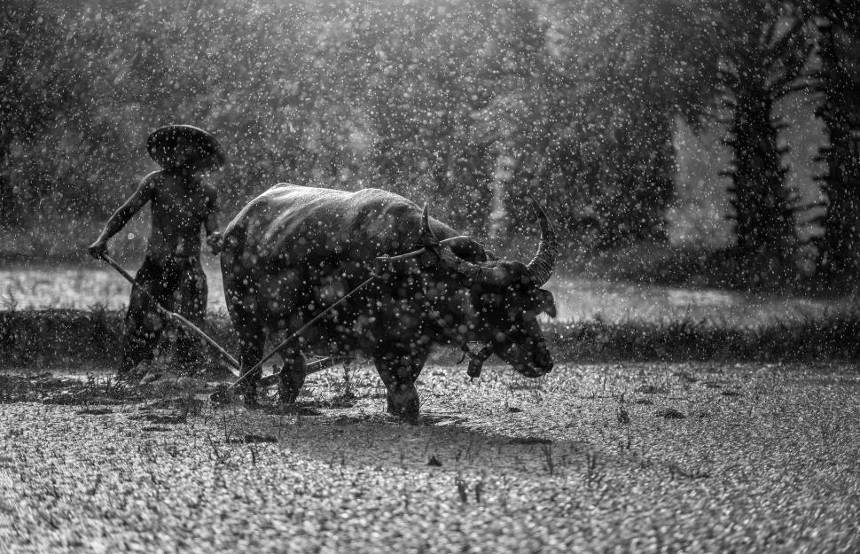 Free Image of Man Plowing a Field in the Rain 