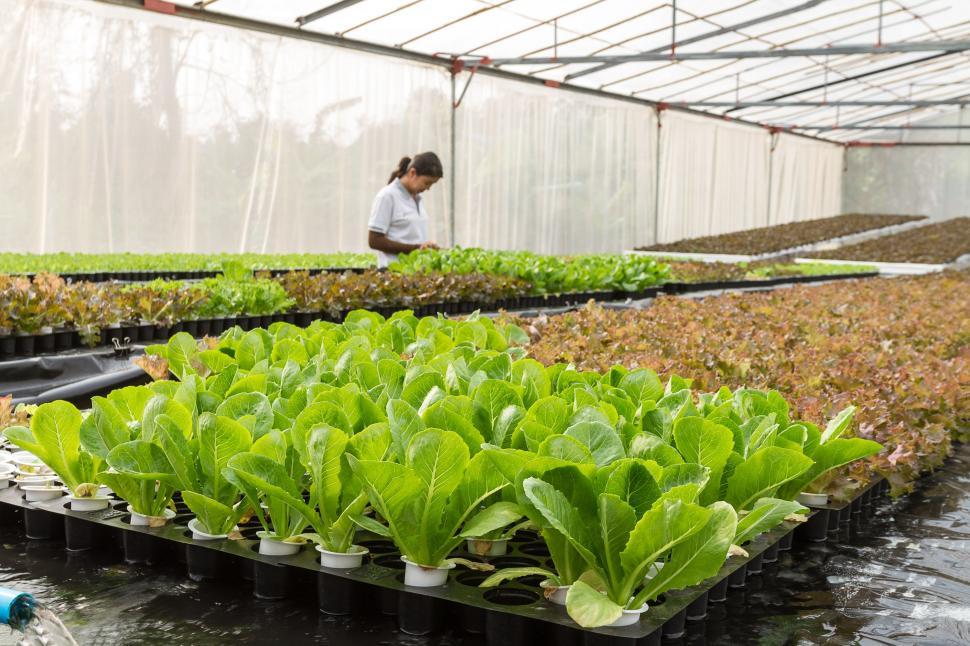 Free Image of Woman Tending to Lettuce in Greenhouse 