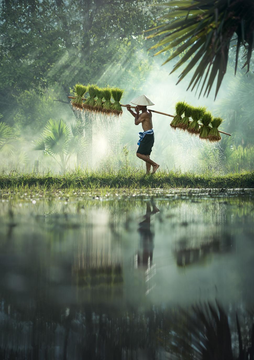 Free Image of Woman Carrying Plants Across River 