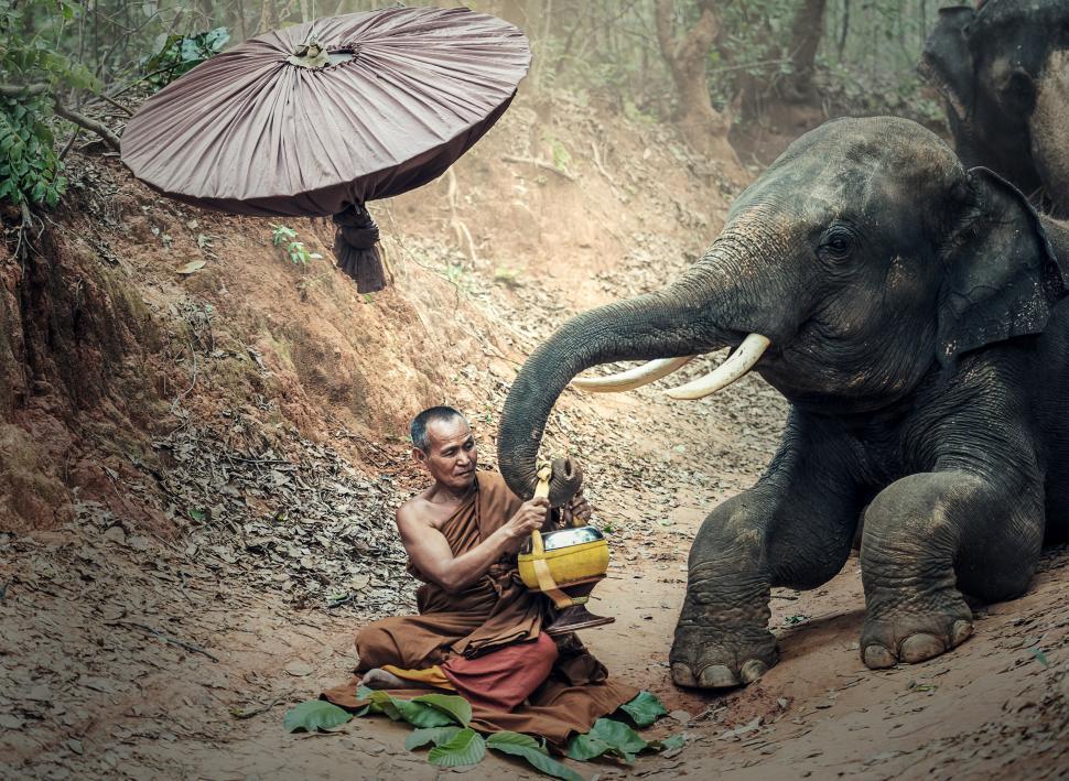 Free Image of Man Sitting Next to Elephant 