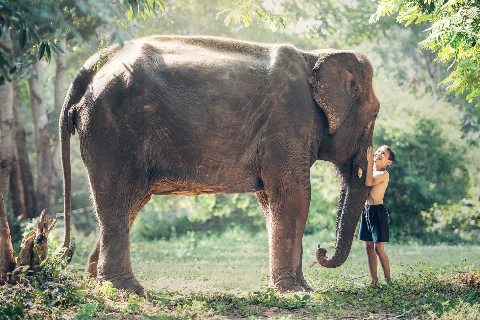Free Image of Woman Standing Next to Elephant in Forest 
