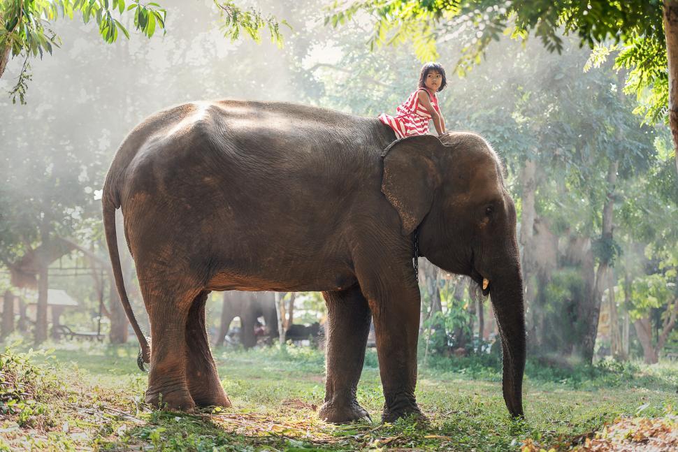 Free Image of Woman Riding on the Back of an Elephant 