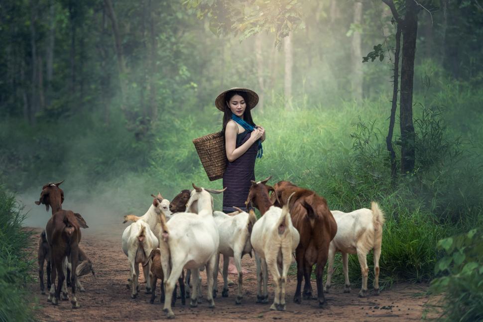 Free Image of Woman With a Hat Standing in Front of a Herd of Goats 