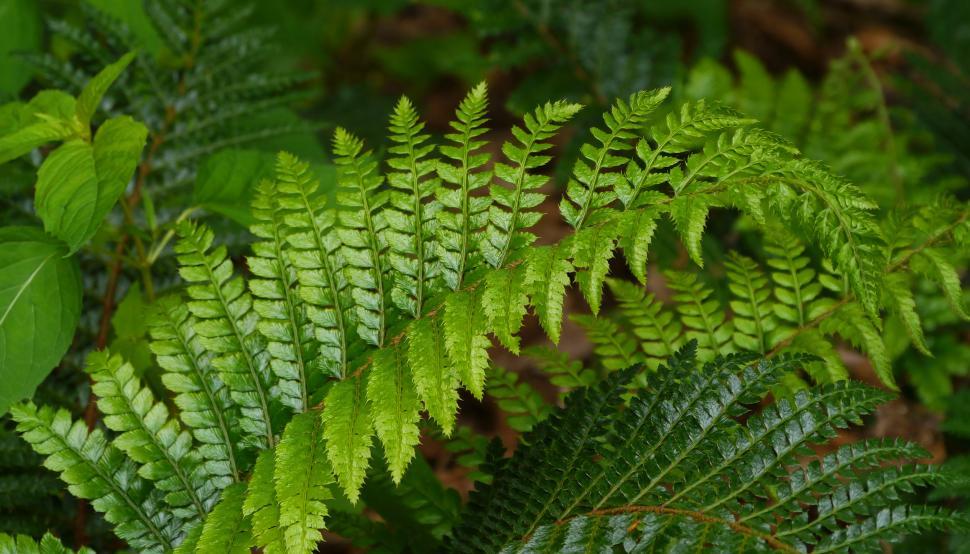 Free Image of Fern Forest Leaves Closeup  