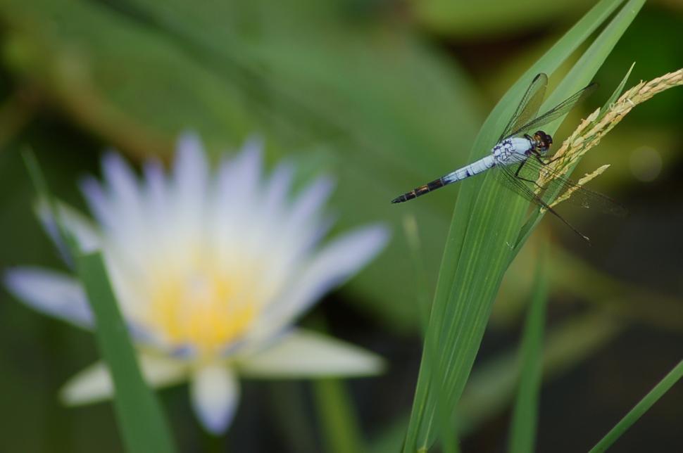 Free Image of Dragonfly 
