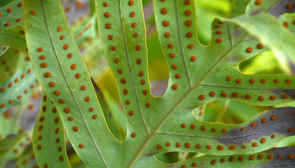 Free Image of Spores Closeup Fern Leaf 