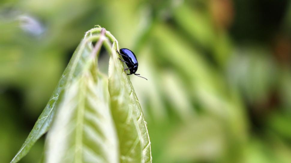 Free Image of Bug Perched on Green Leaf 