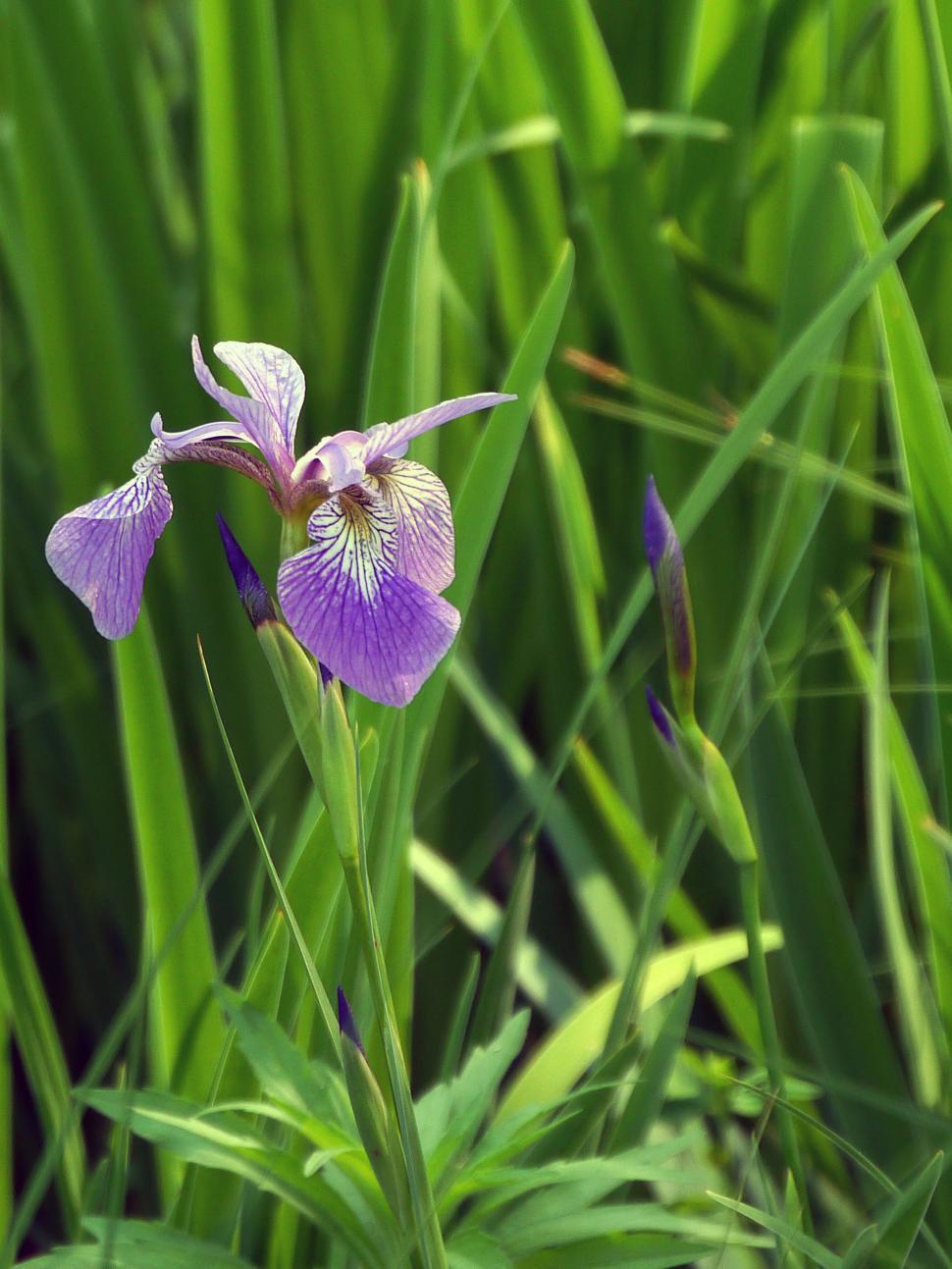Free Image of Purple Iris Flower in Green 