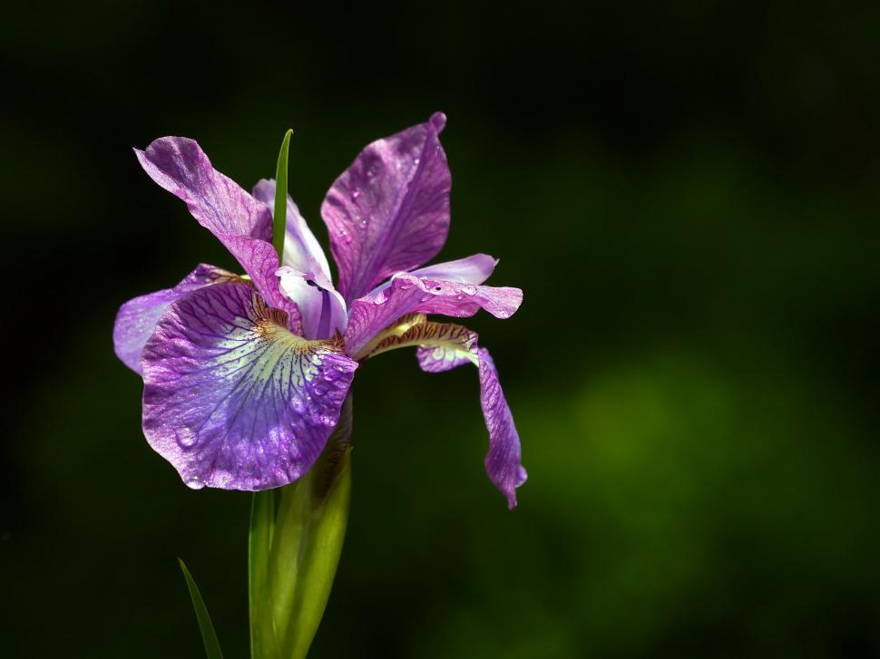 Free Image of Purple Iris Flower on Dark Background 