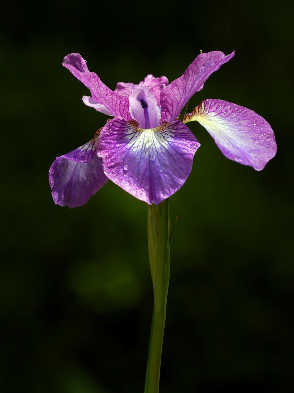Free Image of Purple Iris Flower with Water Drop 