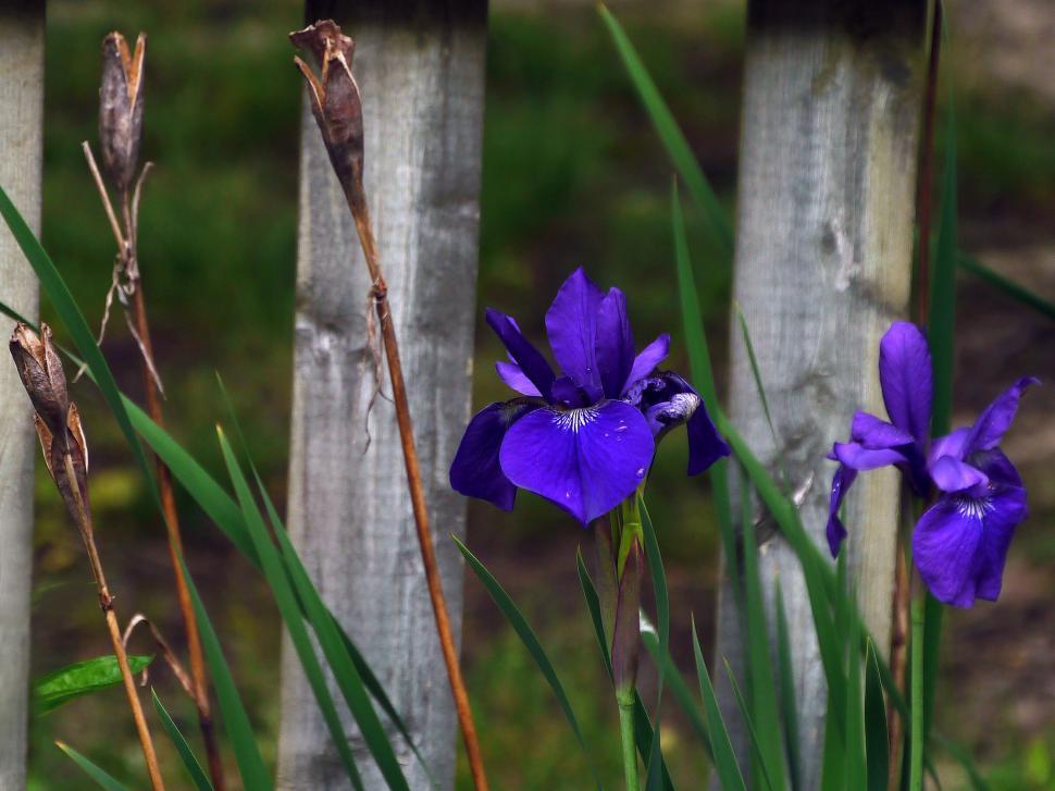 Free Image of Blue Siberian Irises 
