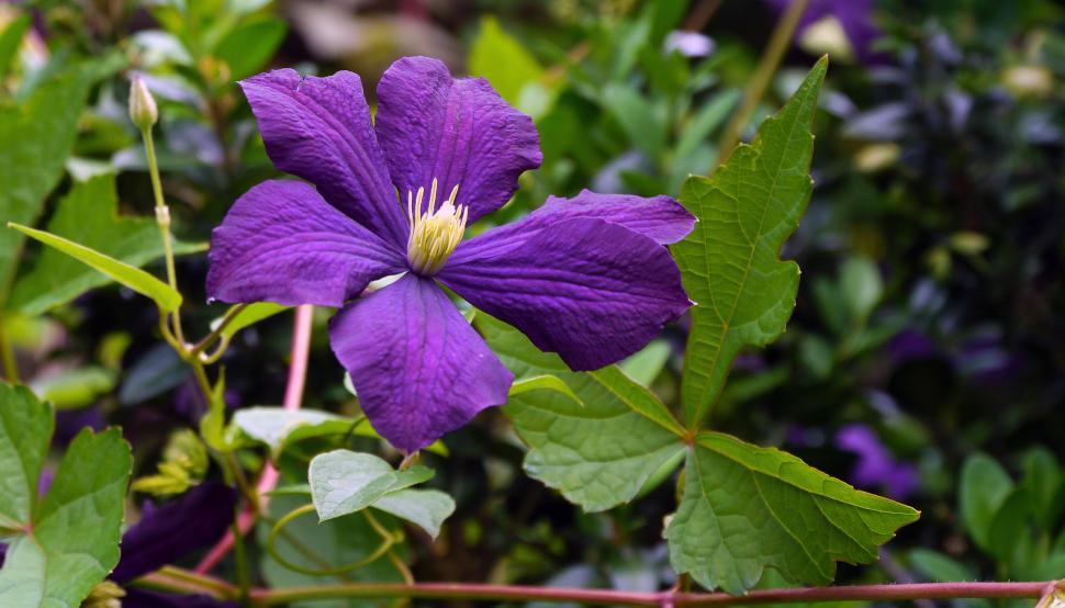 Free Image of Purple Clematis Flower 