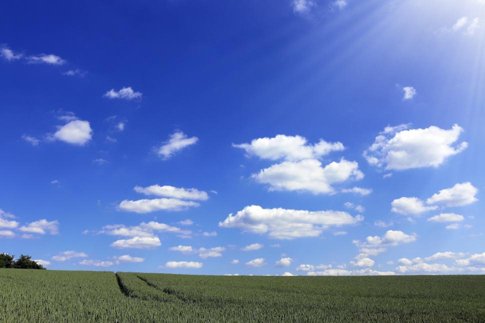 Free Image of Field of Grass Under Blue Sky With Clouds 