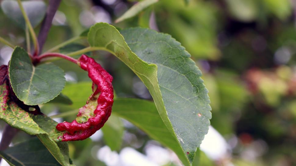 Free Image of Close Up of a Red Pepper on a Plant 