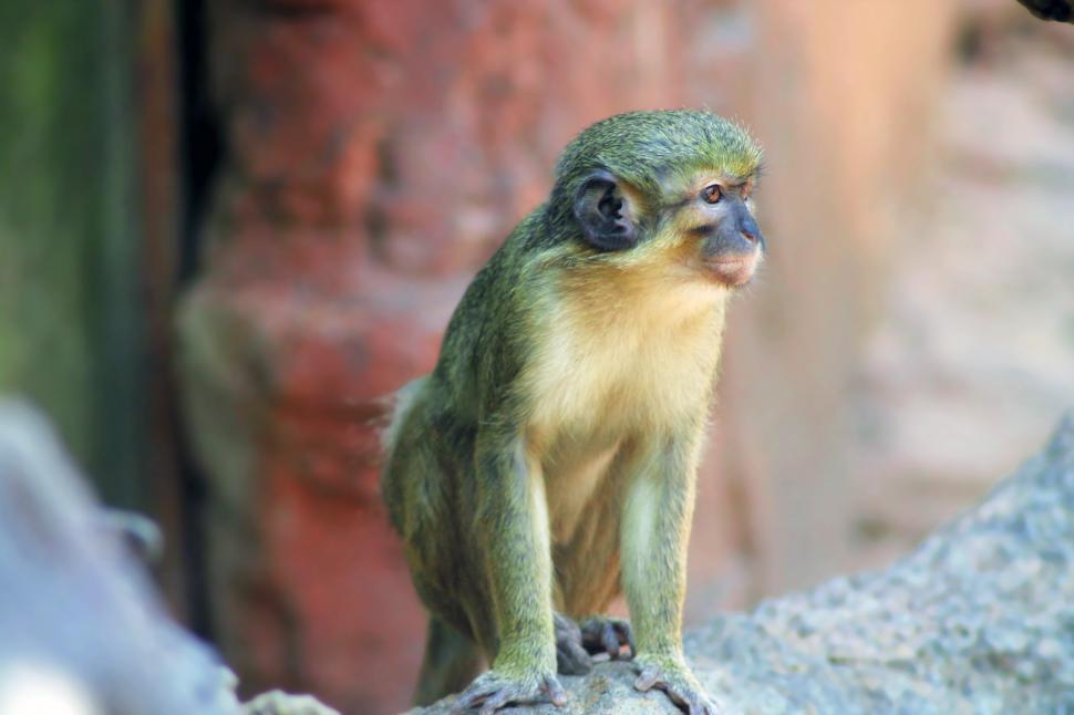 Free Image of Small Green Monkey Sitting on a Rock 
