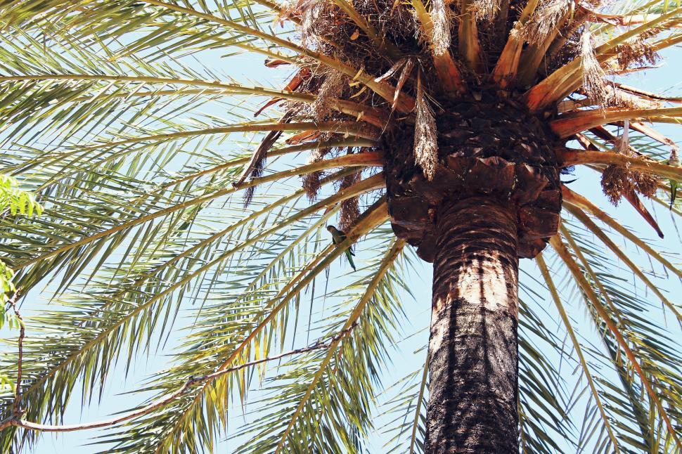 Free Image of Tall Palm Tree With Abundant Leaves 