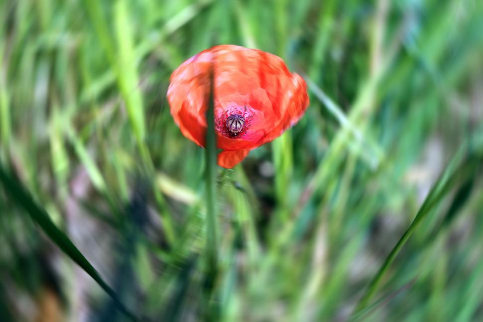 Free Image of Red Flower Blooming in Green Grass Field 