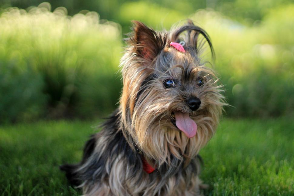 Free Image of Small Dog Sitting on Top of Lush Green Field 
