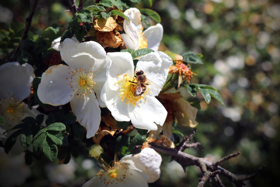 Free Image of White Flower With Bee Feeding 