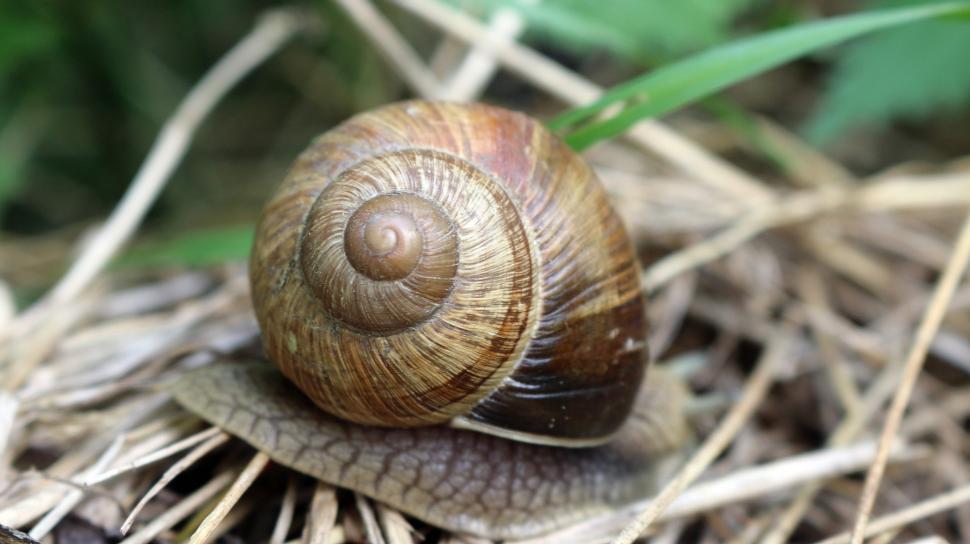 Free Image of Close Up of a Snail on the Ground 