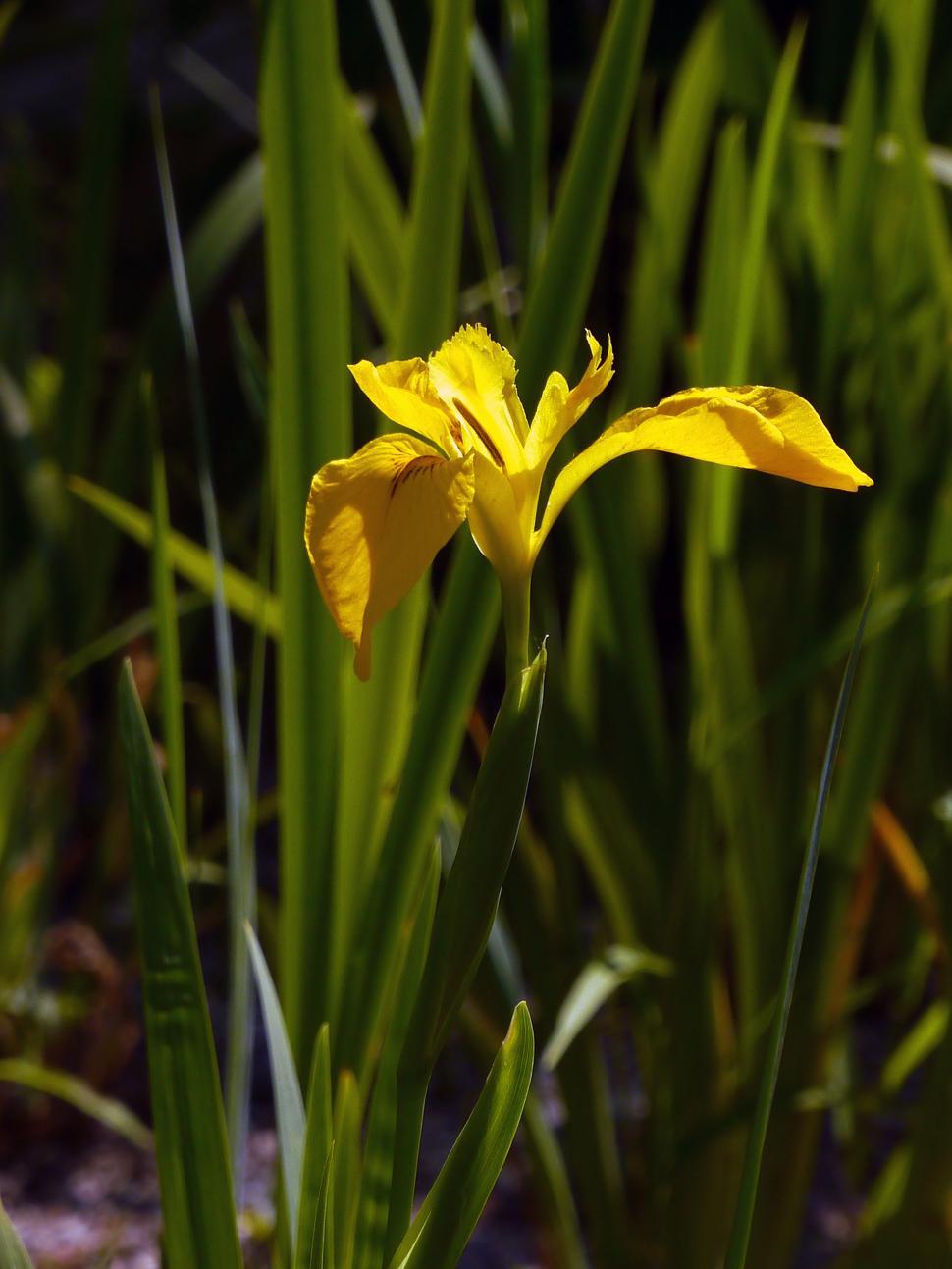 Free Image of Yellow Iris 